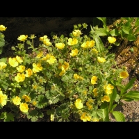 Potentilla Megalantha (fam. Rosacees) (Japon, Kamchatka, Iles Kouriles) (1)